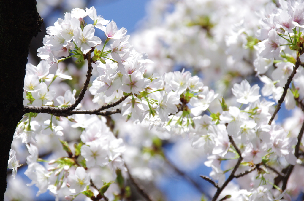 靖国神社の桜(品種不明)その１