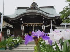 磐井神社と花菖蒲