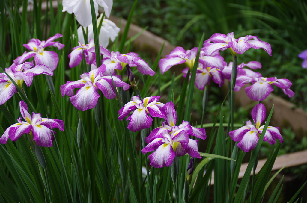 智光山公園の花菖蒲(5)