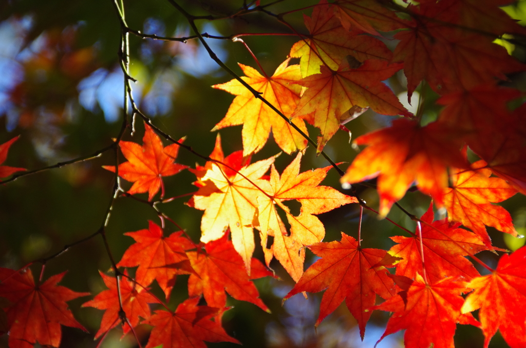 紅の中で輝く黄金