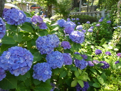 白山公園の紫陽花