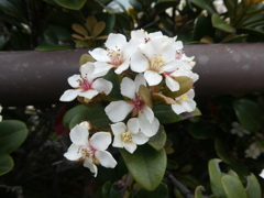 シャリンバイの花