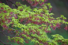 モミジの若葉と花(2)