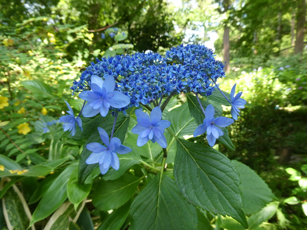 青い墨田の花火