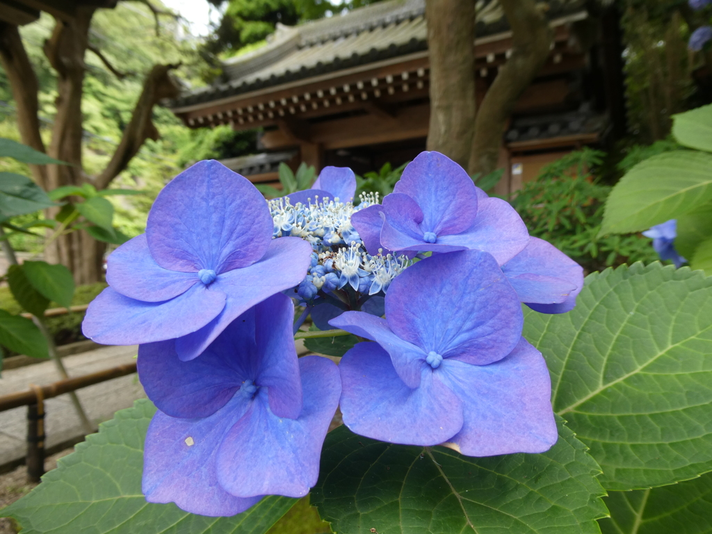報国寺山門と紫陽花(2)