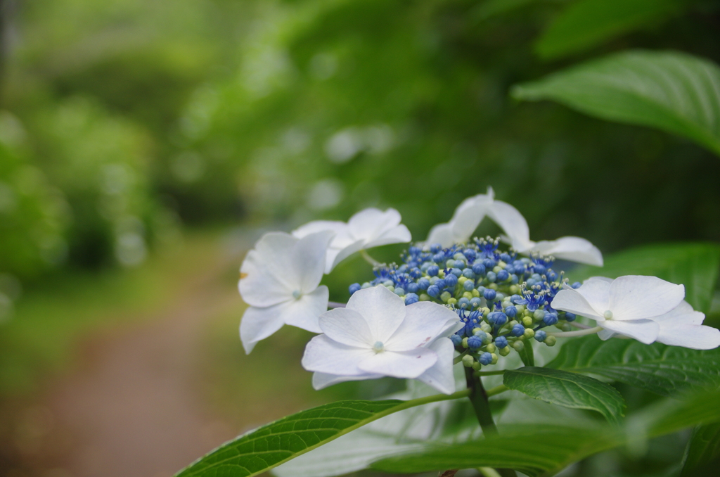 紫陽花と小径