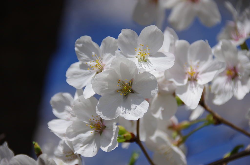 新河岸川の桜(10)