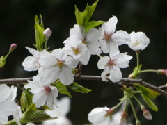 令和７年 東京大神宮の桜(２)