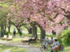川越公園の八重桜