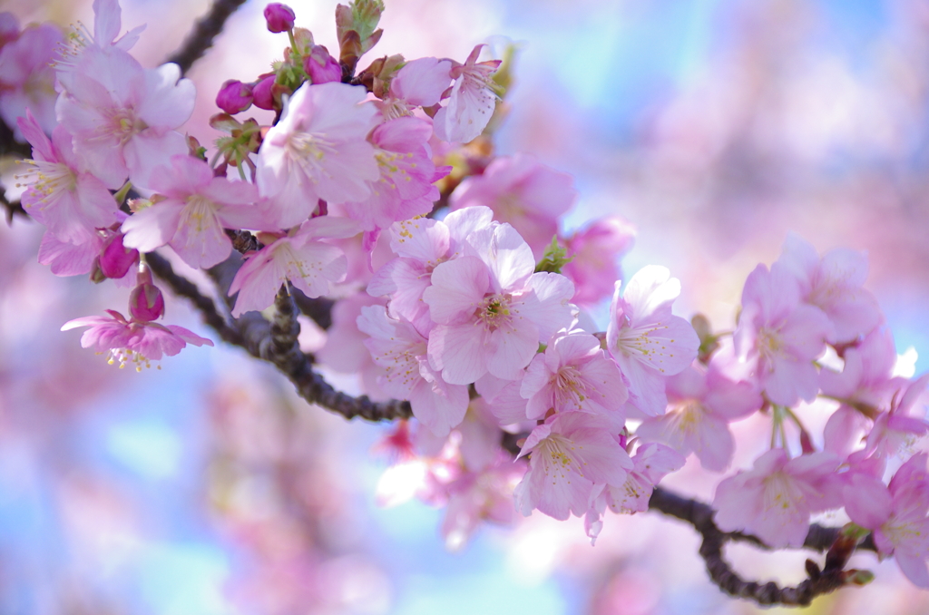 すみよし河津桜(6)