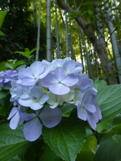 令和７年報国寺の紫陽花(２)