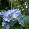 令和７年報国寺の紫陽花(２)