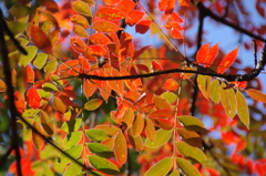 ハゼノキの紅葉(2)