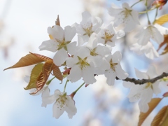 益子鹿島神社の山桜