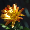 輝く菊