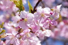 すみよし河津桜(12)