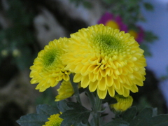 小菊