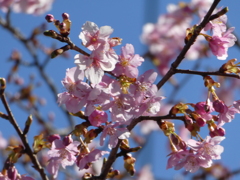 岩槻・愛宕神社の河津桜(1)