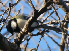シジュウカラ(１)