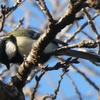 シジュウカラ(１)