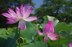 二輪の毎葉蓮