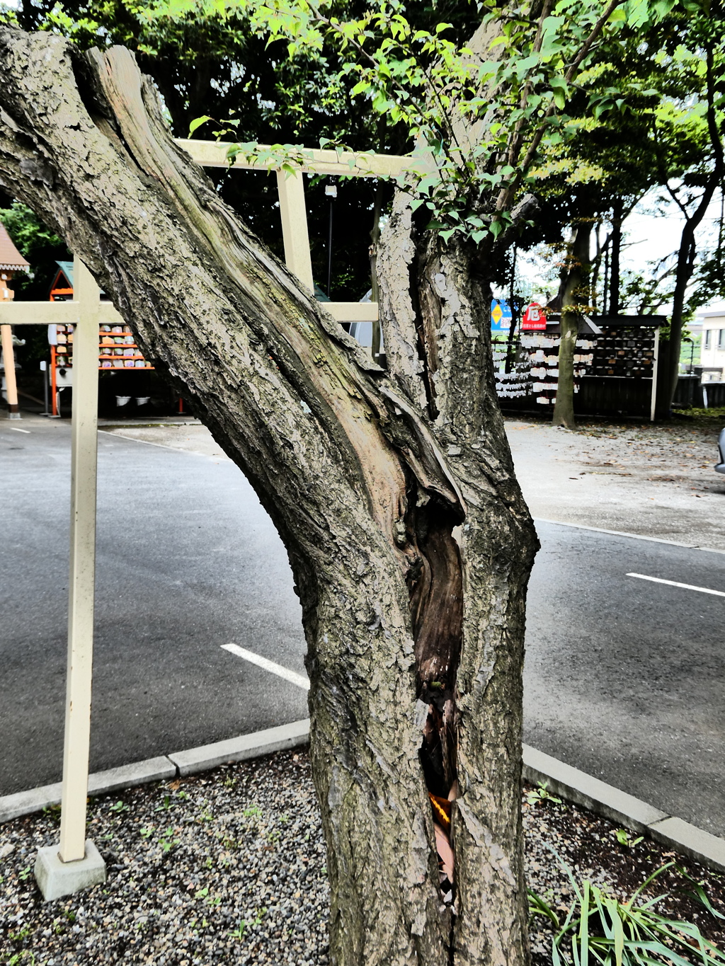 幸梅(こうばい)