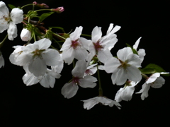 令和７年 東京大神宮の桜(３)