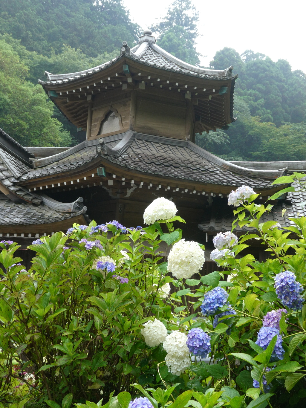 六角堂と紫陽花