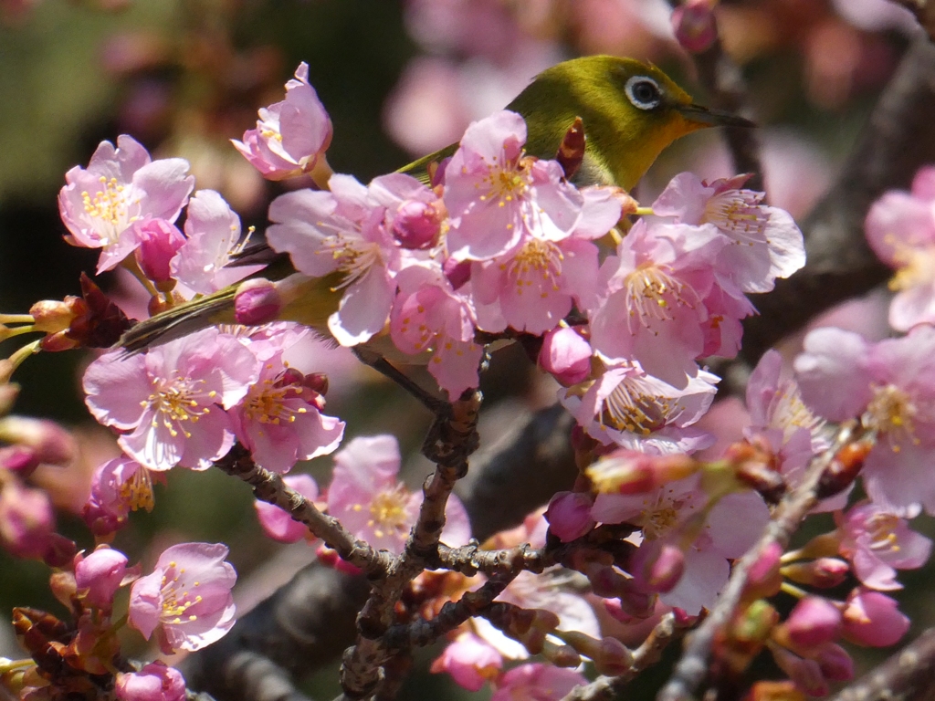 河津桜からメジロがひょっこり・・・