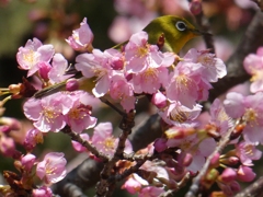 河津桜からメジロがひょっこり・・・