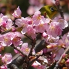 河津桜からメジロがひょっこり・・・