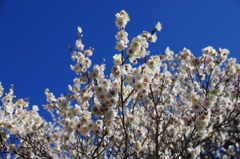 宝幢寺の梅(2)