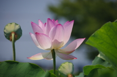 明光蓮(２)