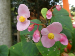 秋海棠(シュウカイドウ)の花