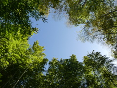 竹林から空を見上げ・・・(1)