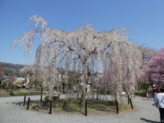 清雲寺の枝垂桜(1)