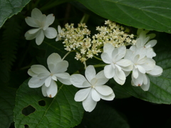 長谷寺の紫陽花(10)