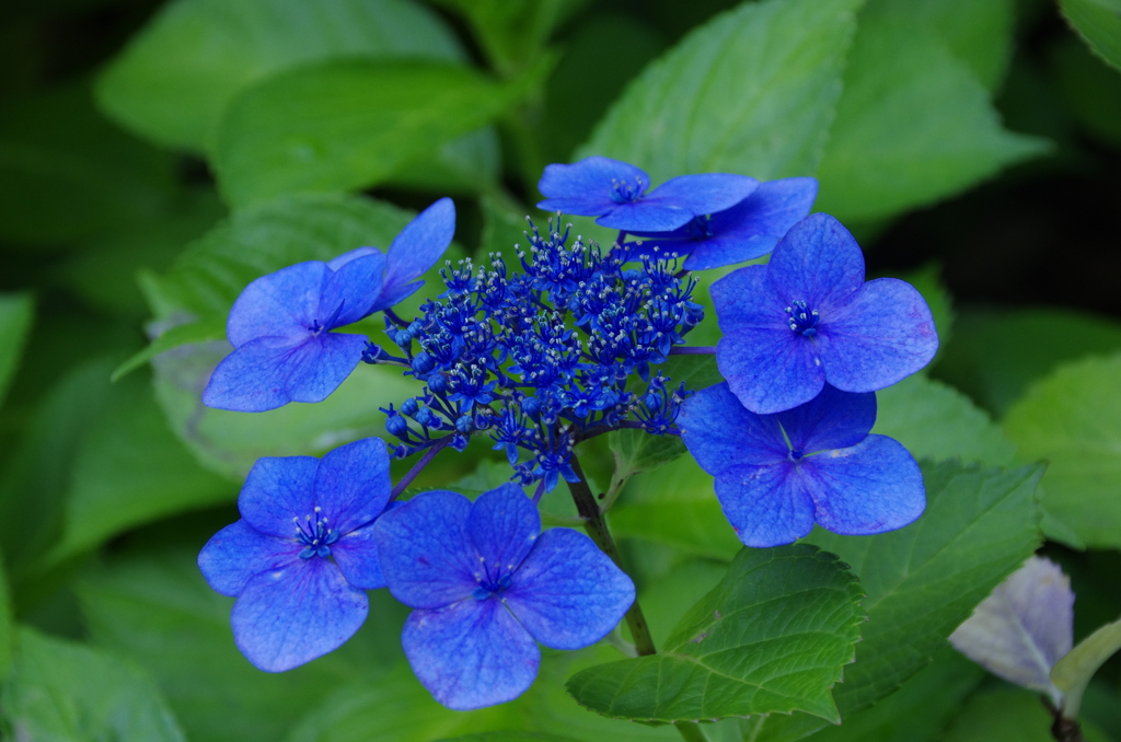 Deep Blue