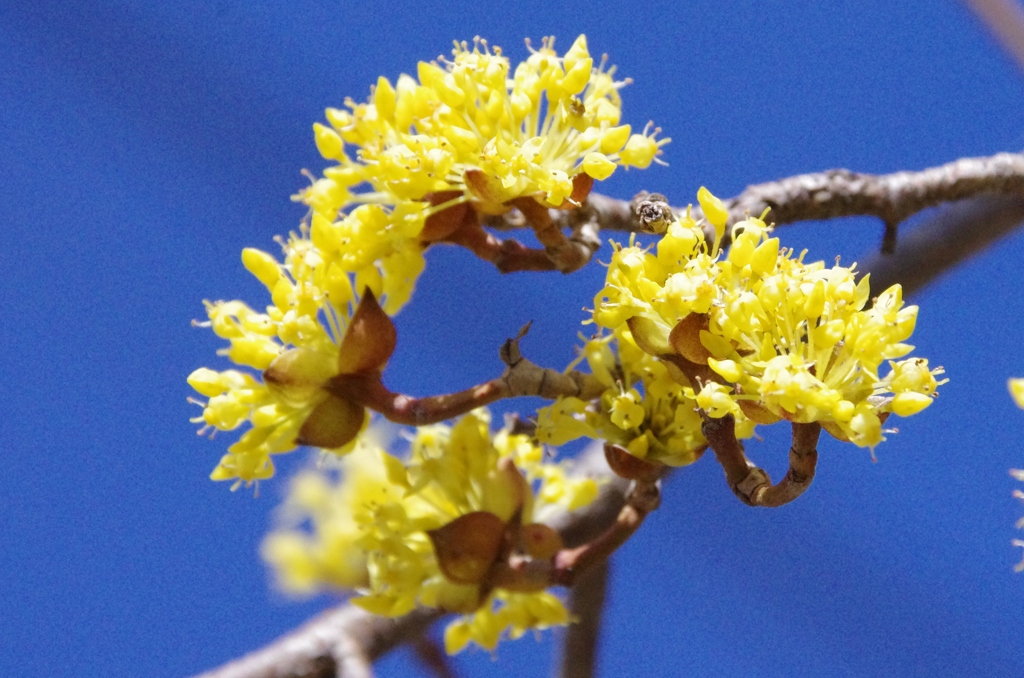 山茱萸の花