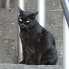 代々木八幡宮の黒猫