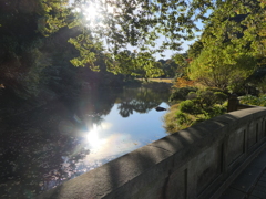 明治神宮北池