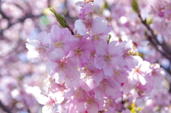 すみよし河津桜(9)