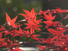 氷川参道の紅葉