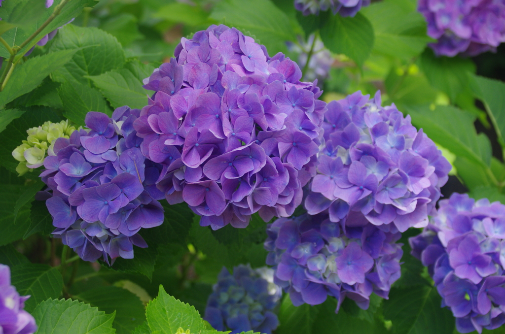 紫の紫陽花たち