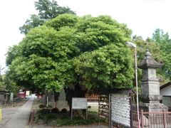 大聖寺のタブノキ