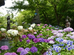 紫陽花極楽浄土(3)