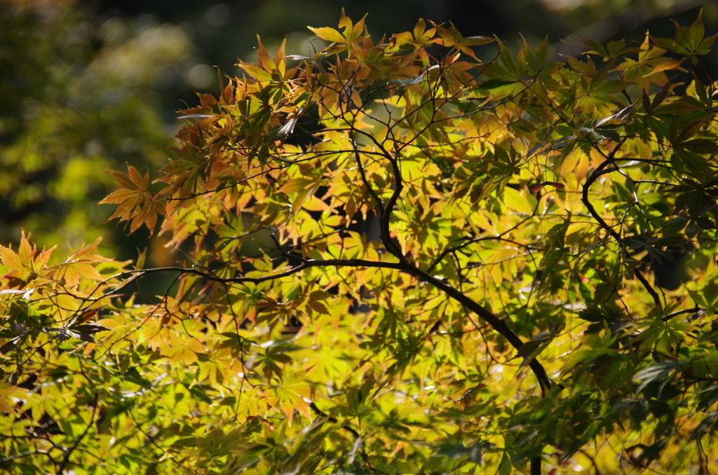 紅葉色づく(2)