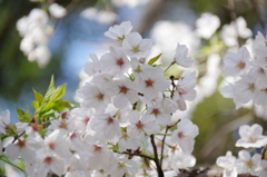 令和７年 靖国神社の桜(３)
