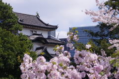 富士見櫓と桜