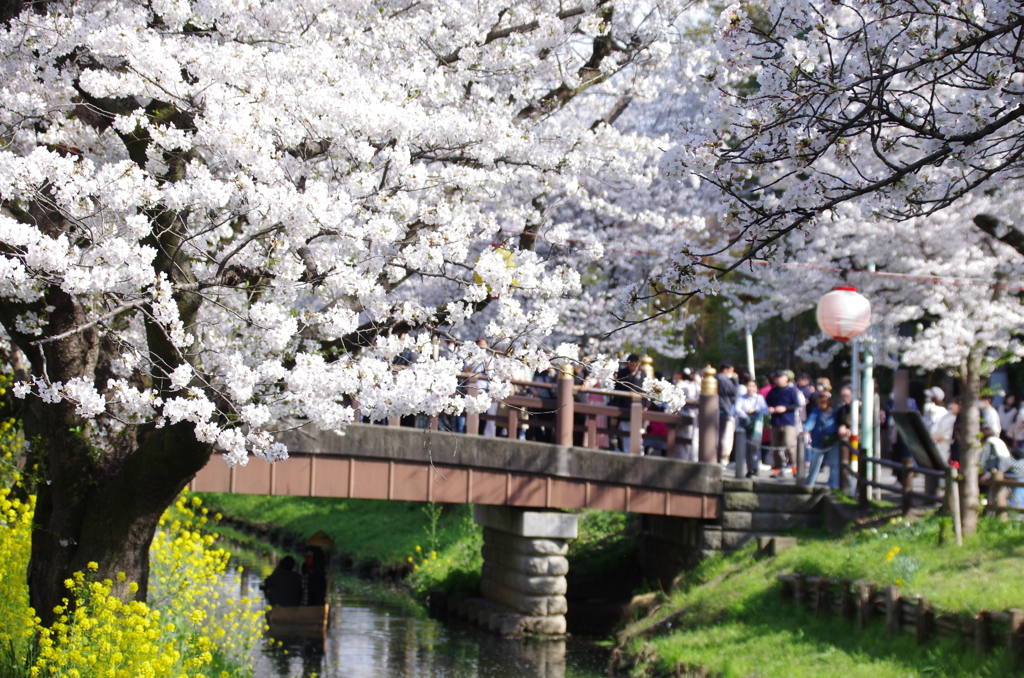 春うらら、賑わう氷川橋